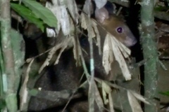 Hypsiprymnodon moschatus