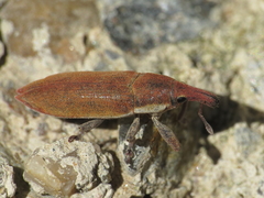 Lixus acicularis