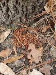 Scolecocampa liburna