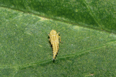 Cicadula