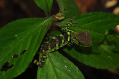 Enyalioides laticeps