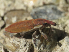 Lixus acicularis