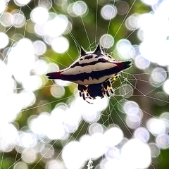 Gasteracantha geminata