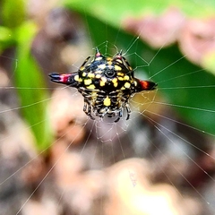 Gasteracantha geminata