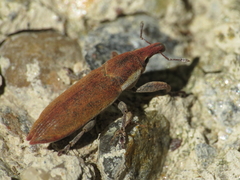 Lixus acicularis