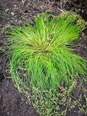 Juncus capensis