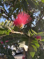 Calliandra californica