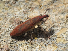 Lixus acicularis
