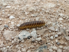 Rhysodesmus texicolens