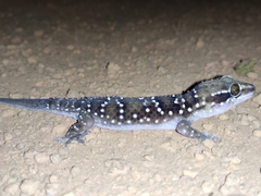 Hemidactylus triedrus