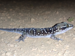 Hemidactylus triedrus