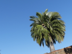 Jubaea chilensis