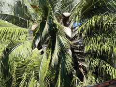 Jubaea chilensis