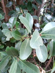 Pterocelastrus tricuspidatus