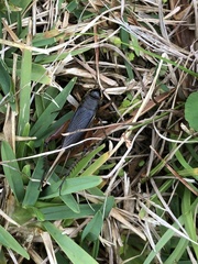 Teleogryllus occipitalis