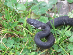 Zamenis persicus