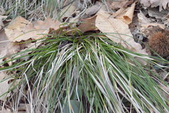 Carex umbrosa