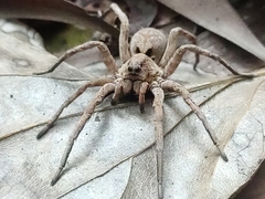 Araneae