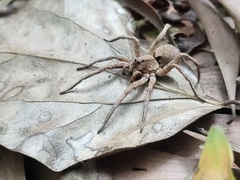 Araneae