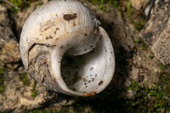 Helix nucula