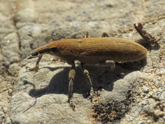 Lixus vilis