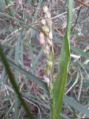 Panicum miliaceum