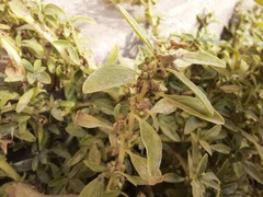 Amaranthus blitoides