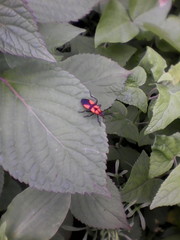 Oncopeltus varicolor varicolor