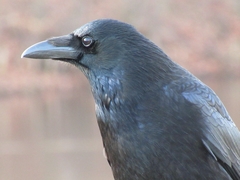 Corvus corone