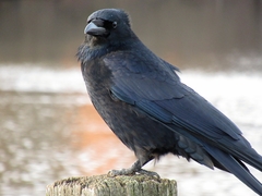 Corvus corone