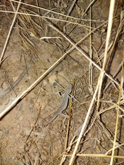 Strophurus intermedius