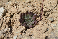 Rosularia × lutea