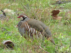 Alectoris rufa