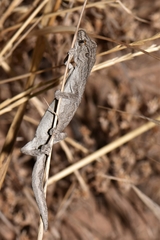 Strophurus intermedius