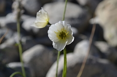 Papaver involucratum