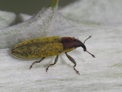 Lixus filiformis