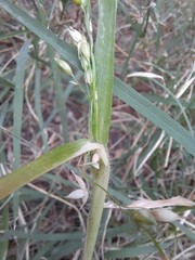 Panicum miliaceum