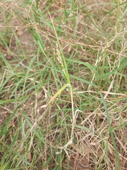 Panicum miliaceum