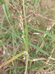 Panicum miliaceum