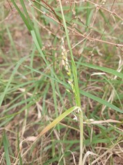 Panicum miliaceum