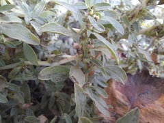 Amaranthus blitoides