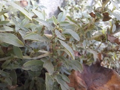 Amaranthus blitoides