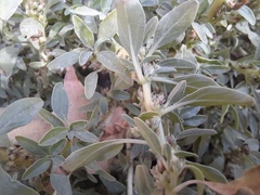 Amaranthus blitoides