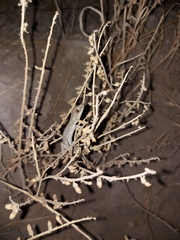 Strophurus intermedius