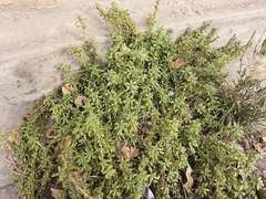 Amaranthus blitoides