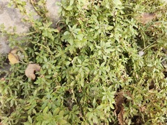 Amaranthus blitoides