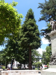 Sequoia sempervirens