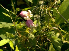 Clematis viorna