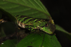 Enyalioides laticeps