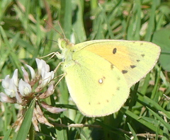 Colias electo electo